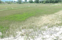 Cấp phát hơn 2.900 tấn gạo cứu đói cho Ninh Thuận